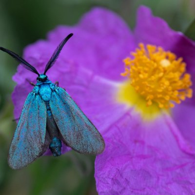 Adscita sp., GR, Arakli, Korfu