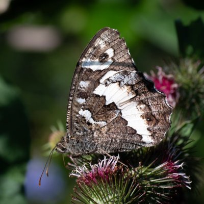 Brintesia circe (okáč voňavkový), HR, Krasno