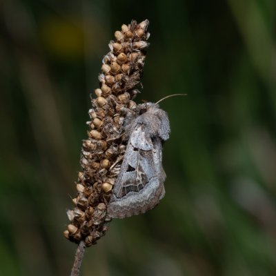 Episema tersa (jasnobarvec východní), NPP Na Adamcích