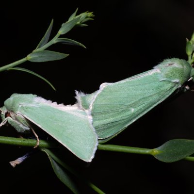 Calamia tridens (travařka zelená), PR Svatý kopeček
