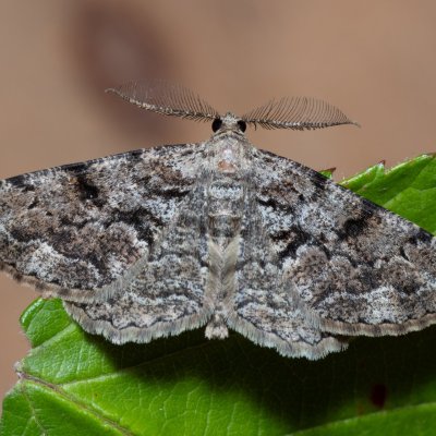 Peribatodes secundaria (různorožec jalovcový), Devět křížů