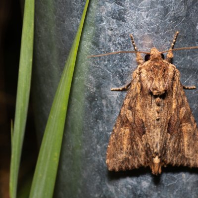 Apamea syriaca (šedavka syrská), NPP Pouzdřanská step - Kolby