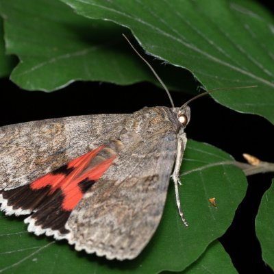 Catocala nupta (stužkonoska olšová), Žebětín