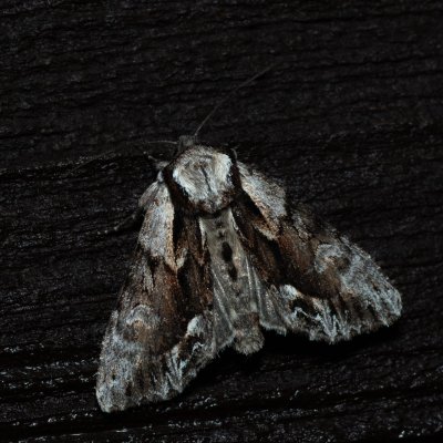 Hyppa rectilinea (šedavka horská), SK, Štôla