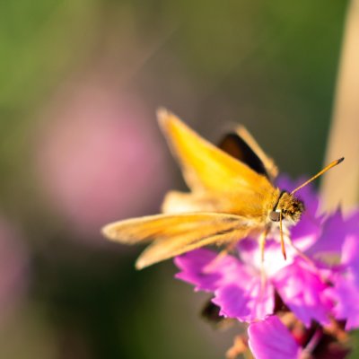 Thymelicus lineola (soumračník čárečkovaný), PR Kamenný vrch