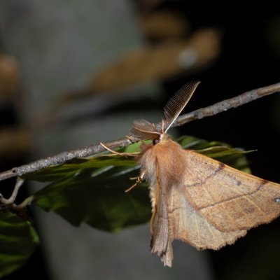 Colotois pennaria (zejkovec pozdní), Žebětín