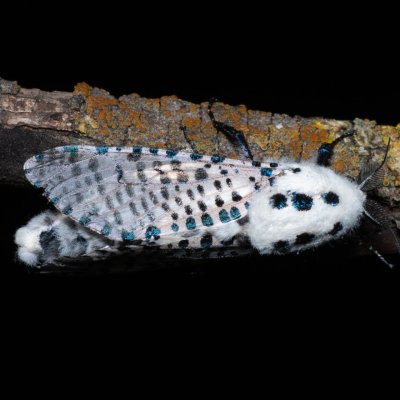 Zeuzera pyrina (drvopleň hrušňový), Hády - lesní lom