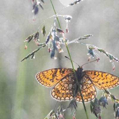 Boloria eunomia (perleťovec mokřadní), Pohoří na Šumavě