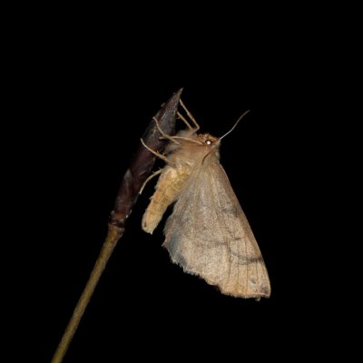 Colotois pennaria (zejkovec pozdní), Žebětín