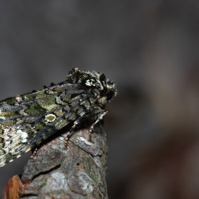 Craniophora ligustri (šípověnka jasanová), Kobylí
