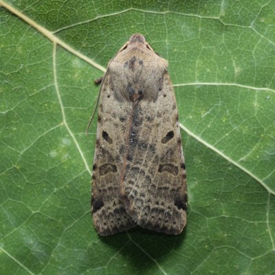 Agrochola lychnidis (polnice střemchová), PP Kavky