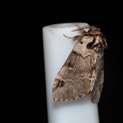 Drymonia obliterata (hřbetozubec tmavoúhlý), NPP Jeskyně Pekárna