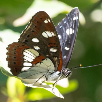 Limenitis reducta (bělopásek jednořadý), GR, Pantokrator, Korfu