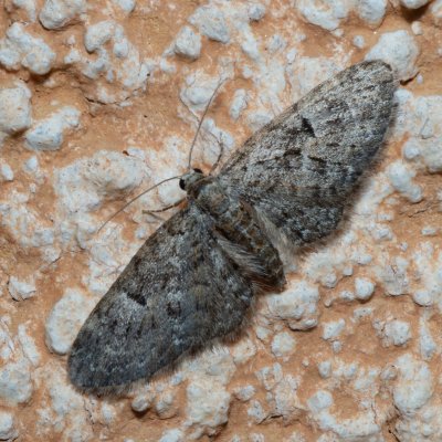 Eupithecia sp., IT, Kuens, Jižní Tyrolsko