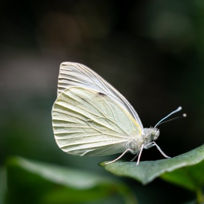 Pieris brassicae (bělásek zelný), PR Údolí Říčky