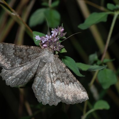 Gnophos furvata (šerokřídlec jitrocelový), Lysá hora u Ochozu