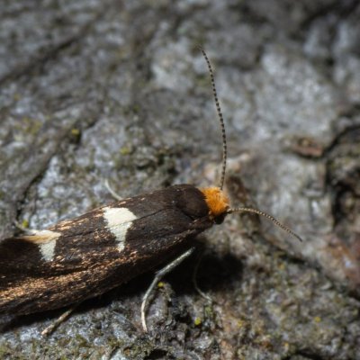 Incurvaria sp., Hornek