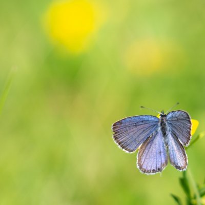 Cupido argiades (modrásek štírovníkový), Daremní