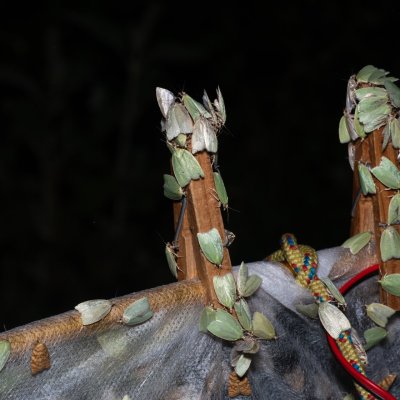 Tortrix viridana (obaleč dubový), GR, Sokraki, Korfu