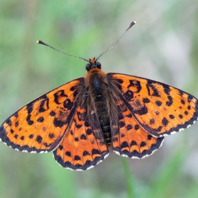 Melitaea didyma (hnědásek květelový), PR Svatý kopeček