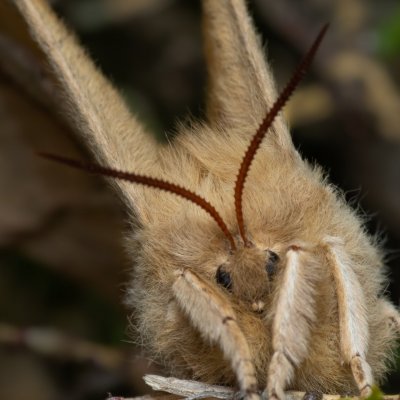 Aglia tau (martináč bukový), Žebětín