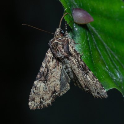 Apamea epomidion (šedavka rezavá), Augšperský potok
