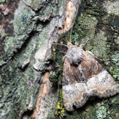 Mesoligia furuncula (šedavka dvoubarvá), Hrušovany u Brna