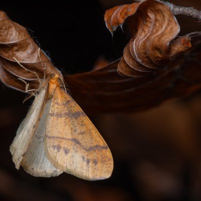Agriopis aurantiaria (tmavoskvrnáč zlatavý), Kývalka