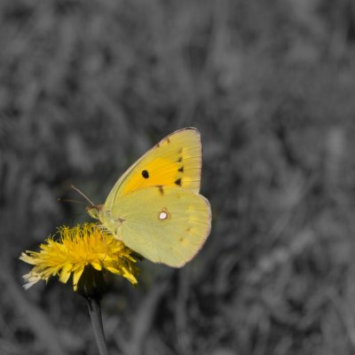 žluťásek, SLO, Mostnica Gorge