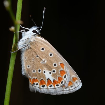 Polyommatus thersites (modrásek vičencový), PP Kamenný vrch u Kurdějova