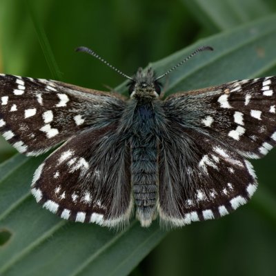 Pyrgus malvae (soumračník jahodníkový), PP Kozének