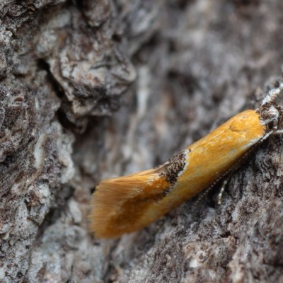 Batia sp., Podkomorské lesy