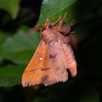 Odonestis pruni (bourovec švestkový), NPR Slanisko u Nesytu