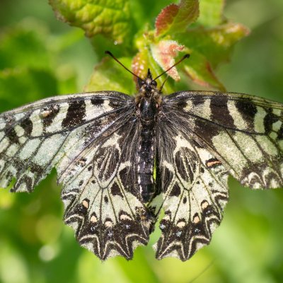Zerynthia polyxena (pestrokřídlec podražcový), Biskoupky