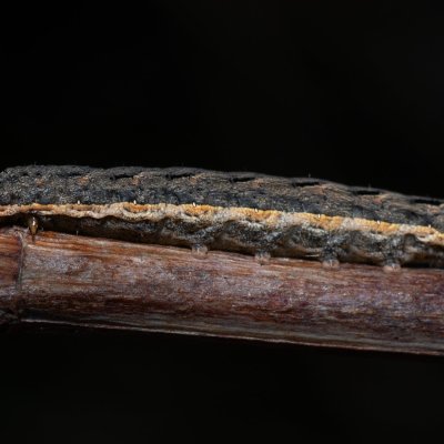 Xestia c-nigrum (osenice černé C), PP Člupy