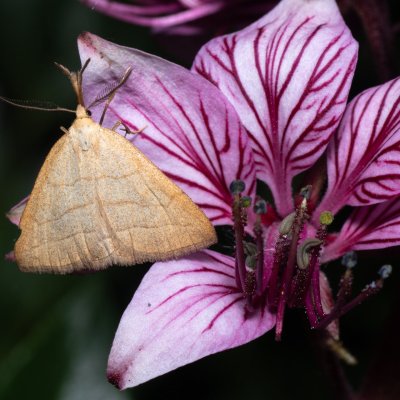 Polypogon tentacularia (žlutavka dlouhonosá), PP Střelický les