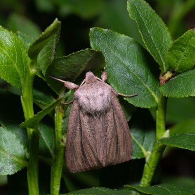 Mythimna pudorina (plavokřídlec ostřicový), NPR Radostínské rašeliniště