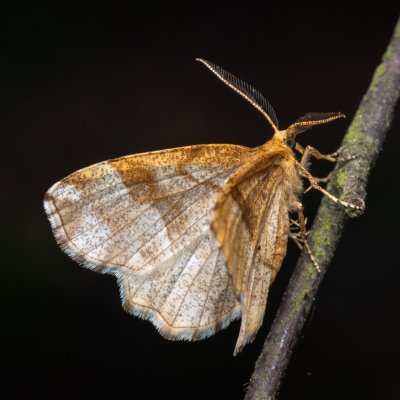 Cepphis advenaria (kropenatec borůvkový), NPR Radostínské rašeliniště