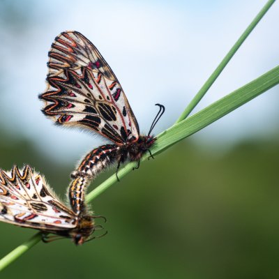 Zerynthia polyxena (pestrokřídlec podražcový), Modřice