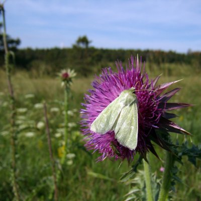 Calamia tridens (travařka zelená), NPR Mohelenská hadcová step
