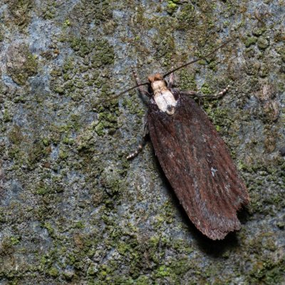 Depressaria emeritella (-), Kývalka