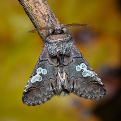 Diloba caeruleocephala (modrohlávek ovocný), PR Kamenný vrch