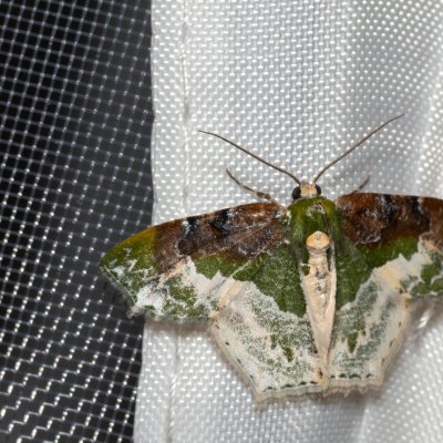 Eucyclodes semialba (-), TH, Khao Sok