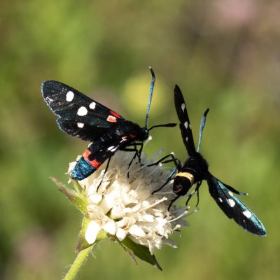 Zygaena ephialtes (vřetenuška čičorková), Vilémovice