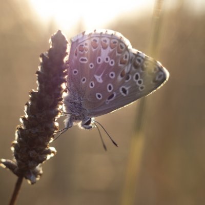 Polyommatus bellargus (modrásek jetelový), PR Kamenný vrch