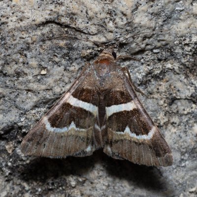 Grammodes stolida (hnědopáska jižní), pískovna u Mušlova