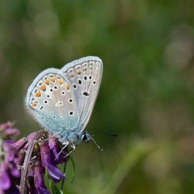 Polyommatus thersites (modrásek vičencový), Hády
