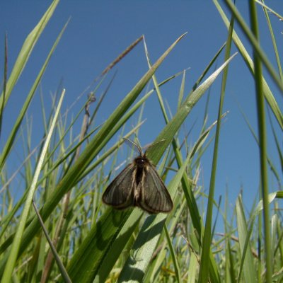 Penthophera morio (smutník jílkový), Havraníky