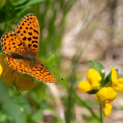 Boloria euphrosyne (perleťovec fialkový), IT, Aschbach, Jižní Tyrolsko