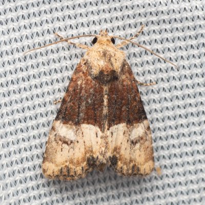 Mesoligia furuncula (šedavka dvoubarvá), PP Na cvičišti